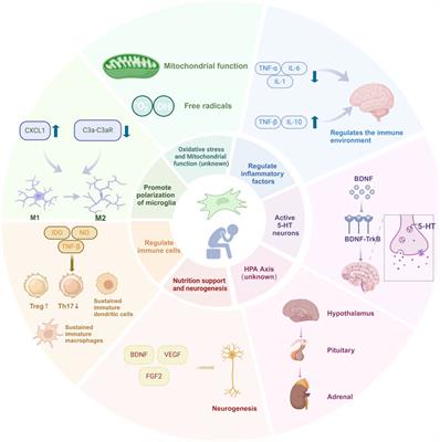 Therapeutic potential and mechanisms of stem cells in major depressive disorder: a comprehensive review